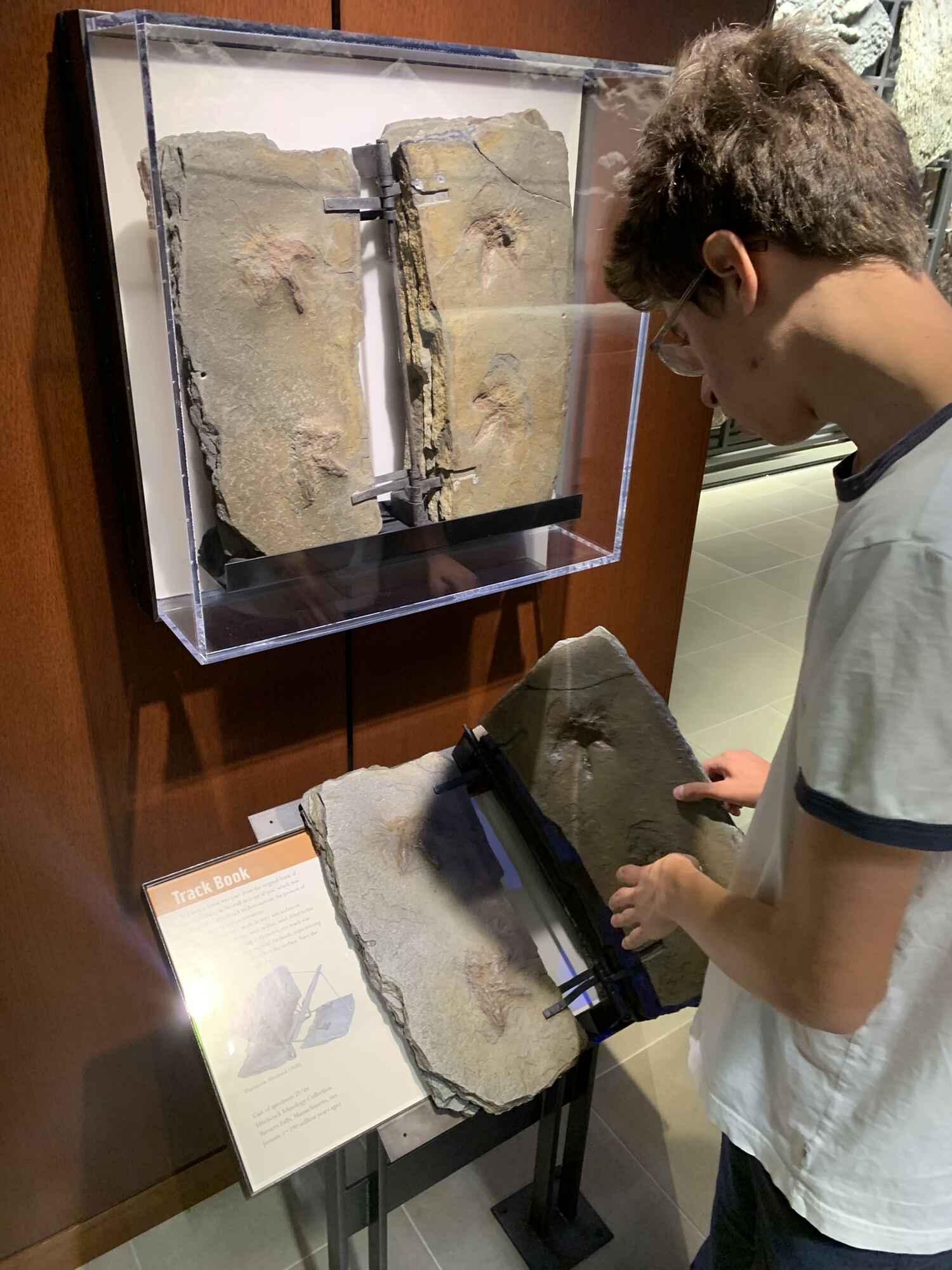 Amherst Museum Exhibit: Skin Imprints, photo 2