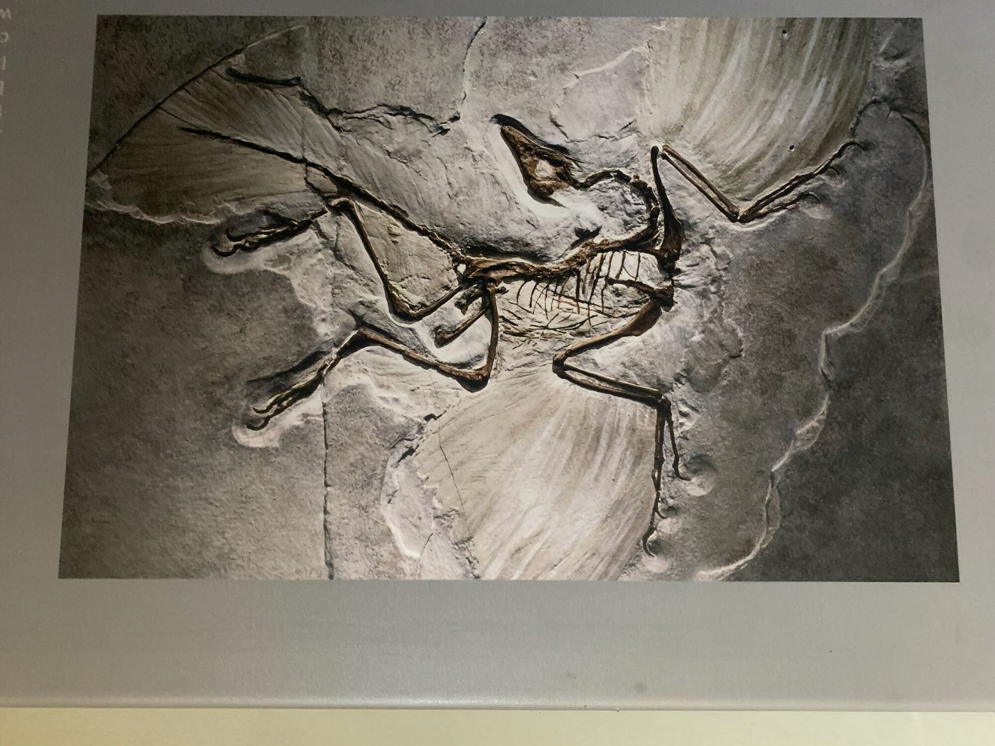 Museo de las Aves de México, Saltillo 2022, photo 2