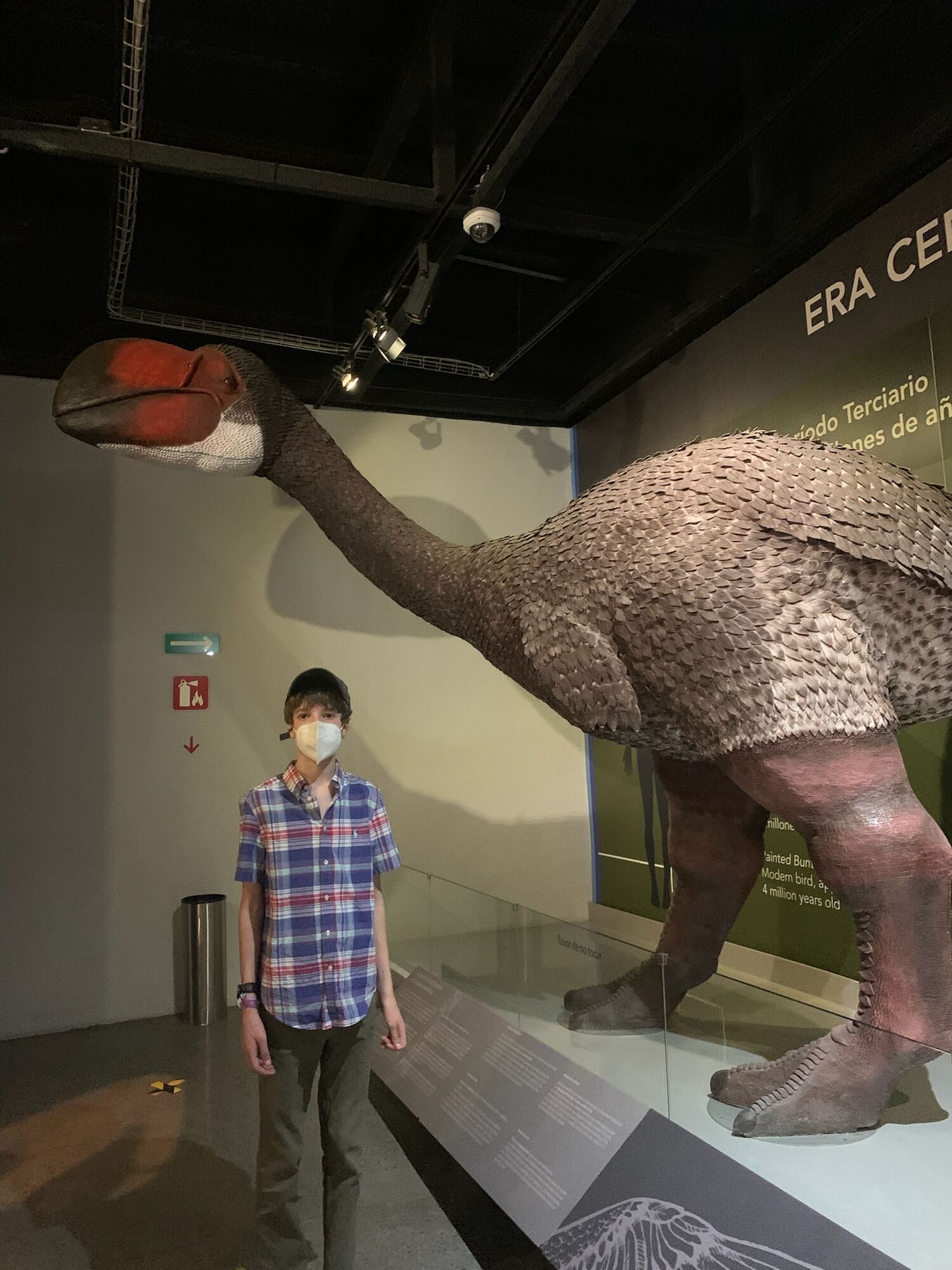Hudson next to a model of a giant flightless bird from the Cenozoic.