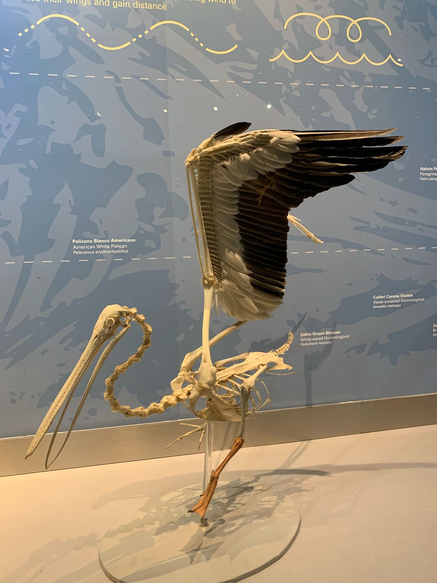 Museo de las Aves de México, Saltillo 2022, photo 4