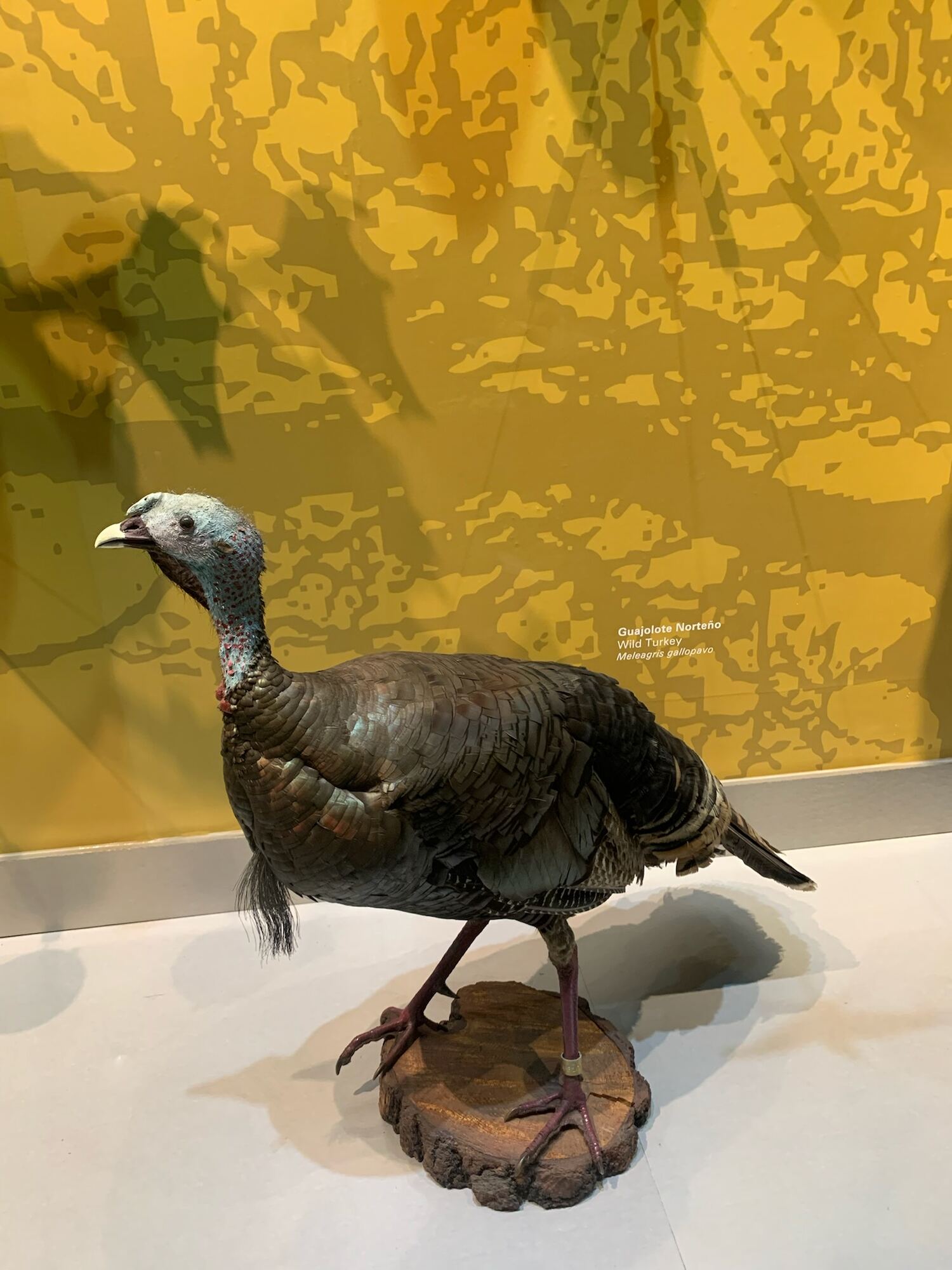 Museo de las Aves de México, Saltillo 2022, photo 5