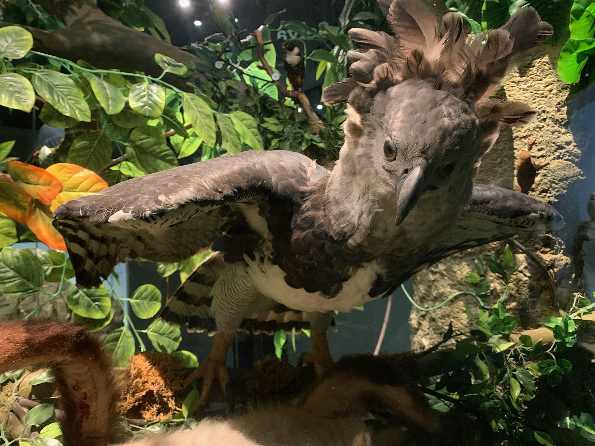 Museo de las Aves de México, Saltillo 2022, photo 9