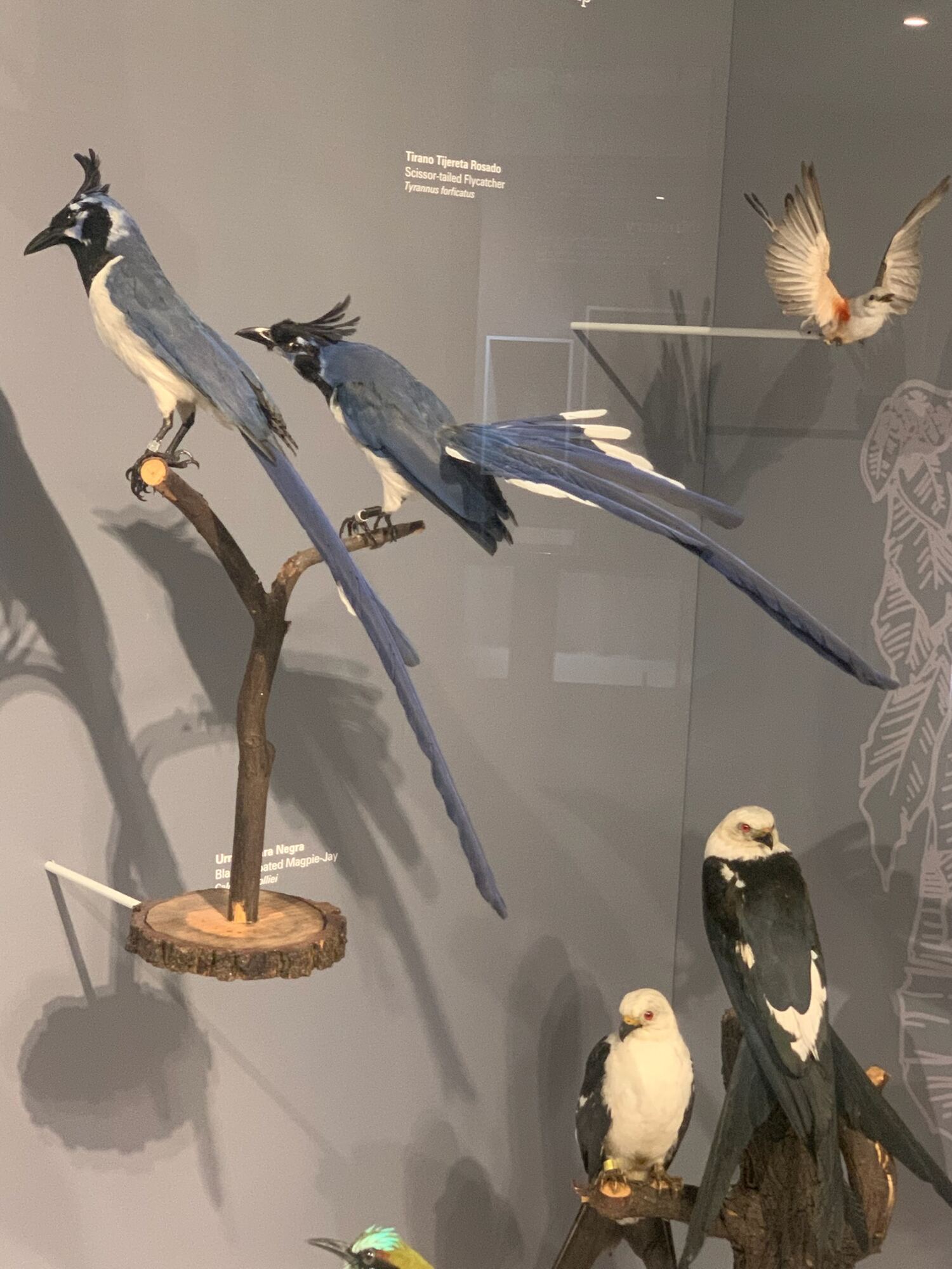 Museo de las Aves de México, Saltillo 2022, photo 10