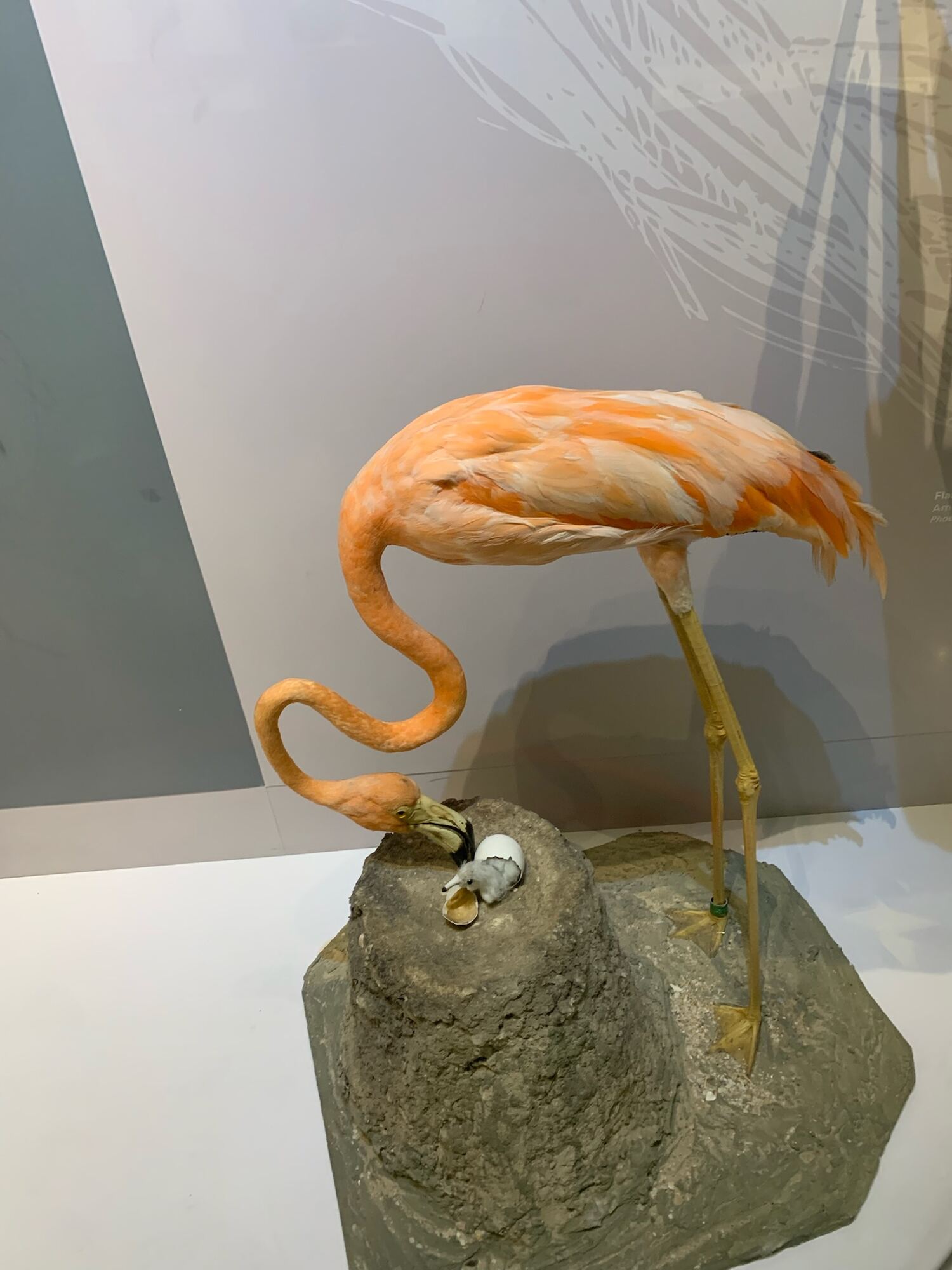 Museo de las Aves de México, Saltillo 2022, photo 11