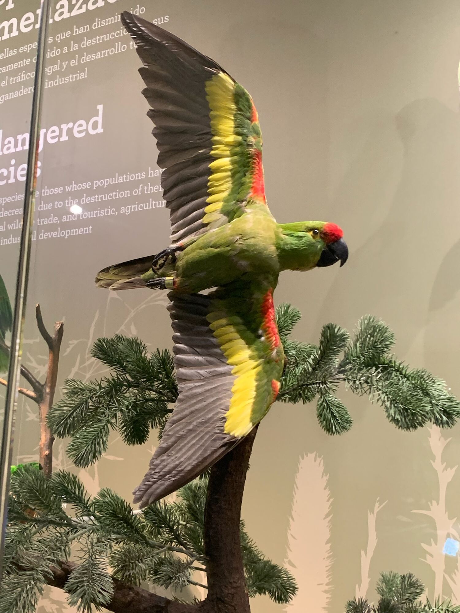 Museo de las Aves de México, Saltillo 2022, photo 12