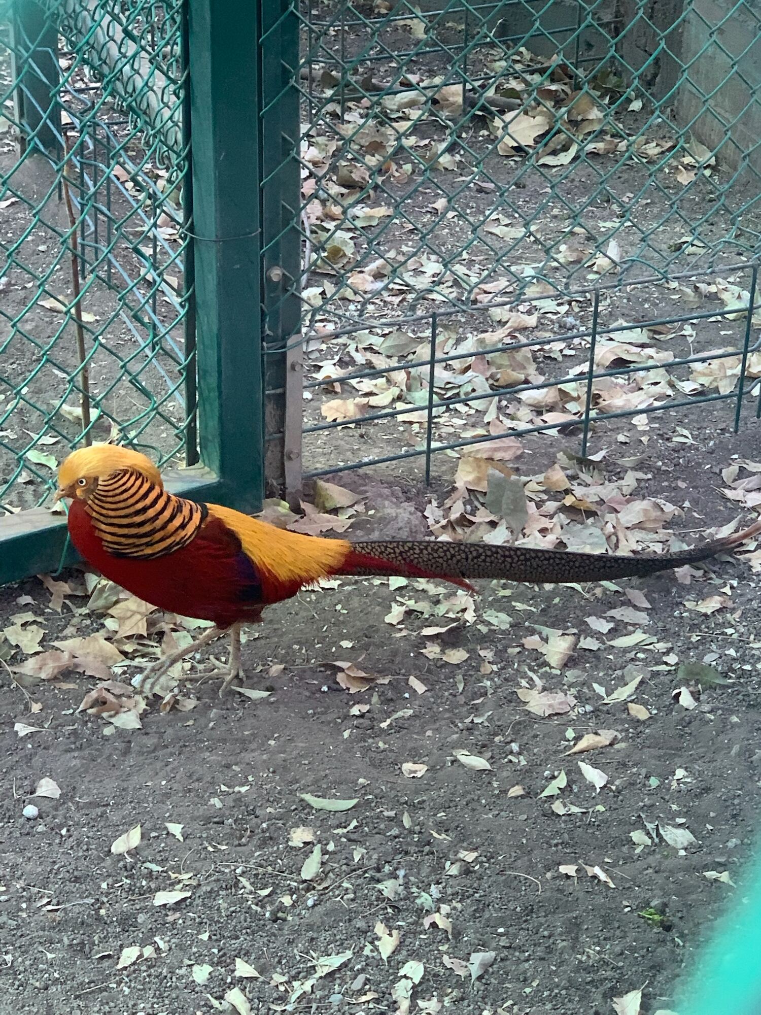 Museo de las Aves de México, Saltillo 2022, photo 13