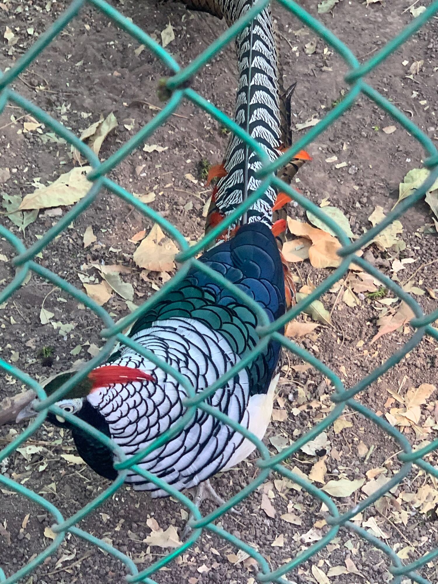 Museo de las Aves de México, Saltillo 2022, photo 14