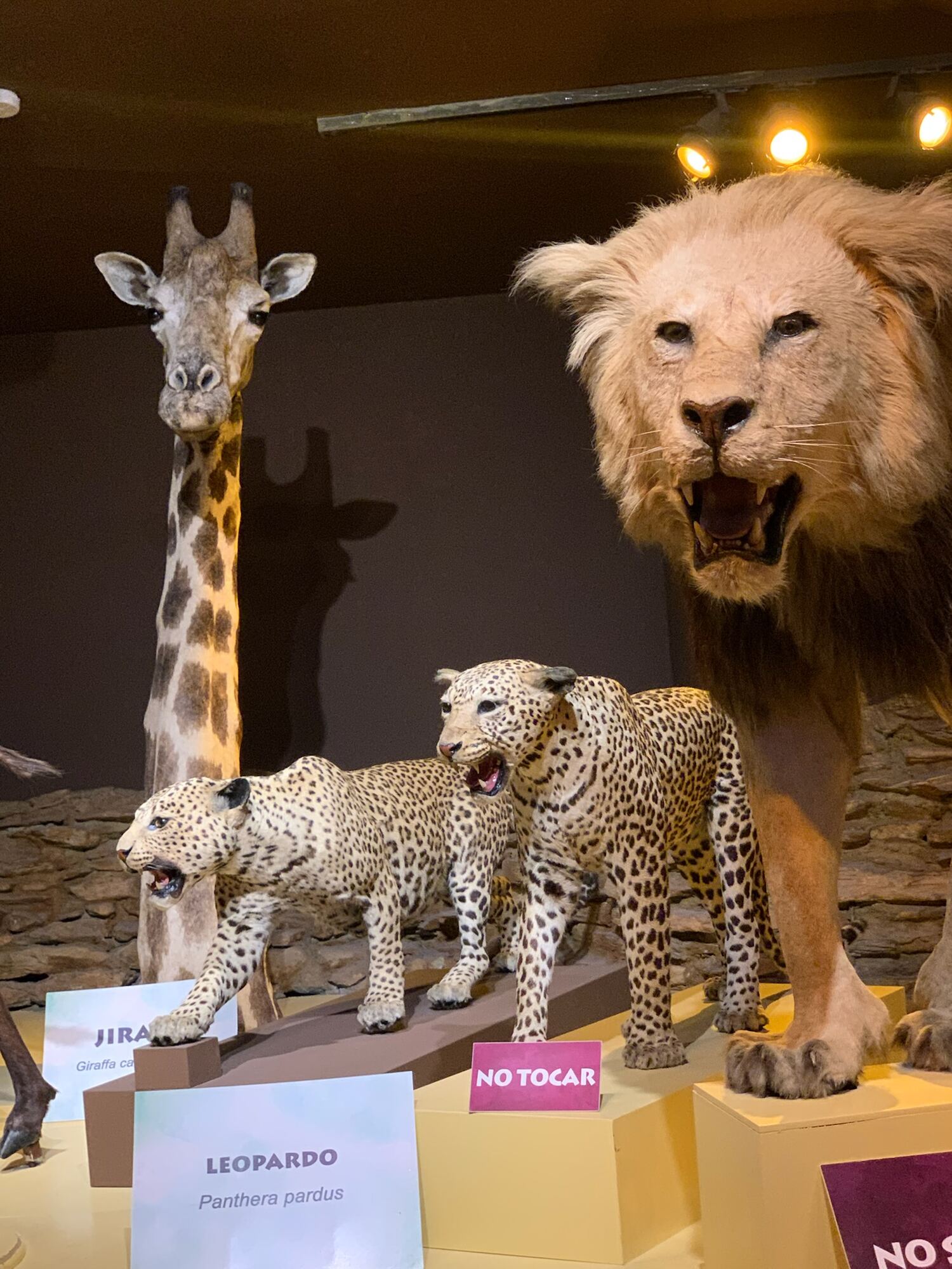 Museo del Desierto, Saltillo 2022, photo 20