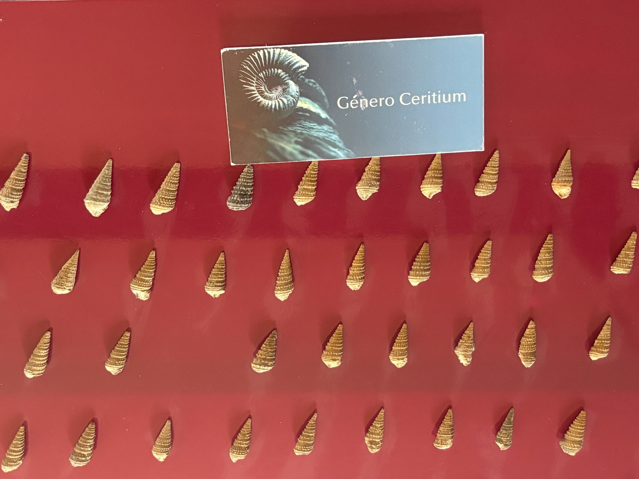 Cerithium