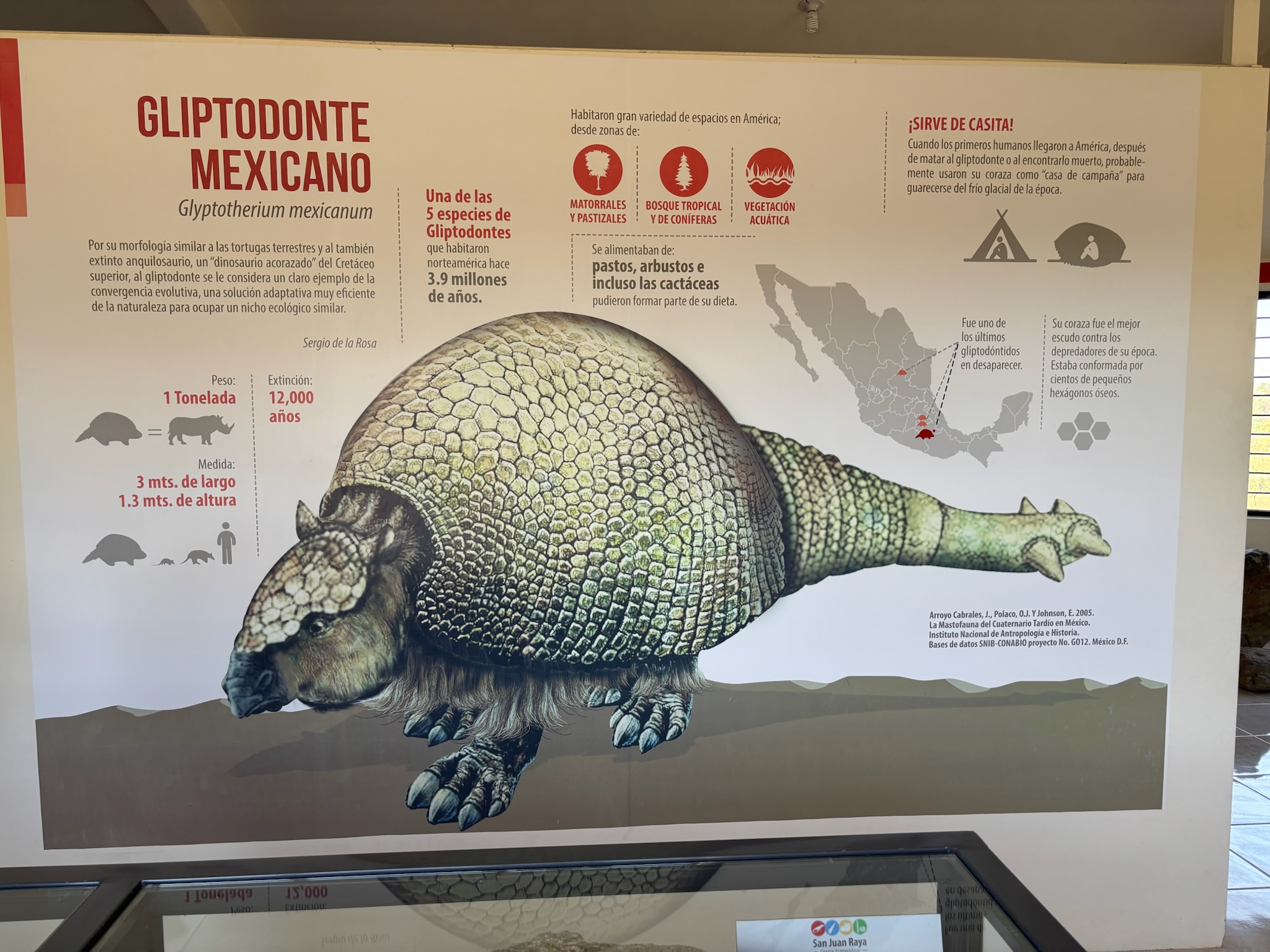 Glyptodont