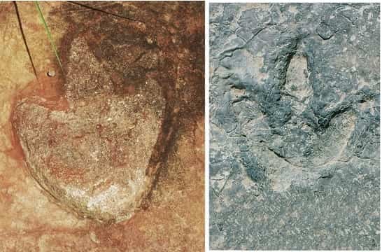 Dinosaur Footprints