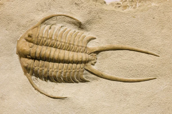 Fossil specimen